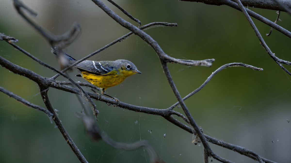 Magnolia Warbler - Daniel Pineda Vera