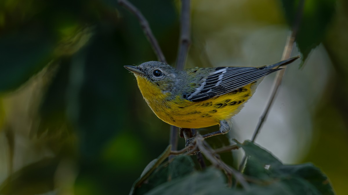 Magnolia Warbler - Daniel Pineda Vera