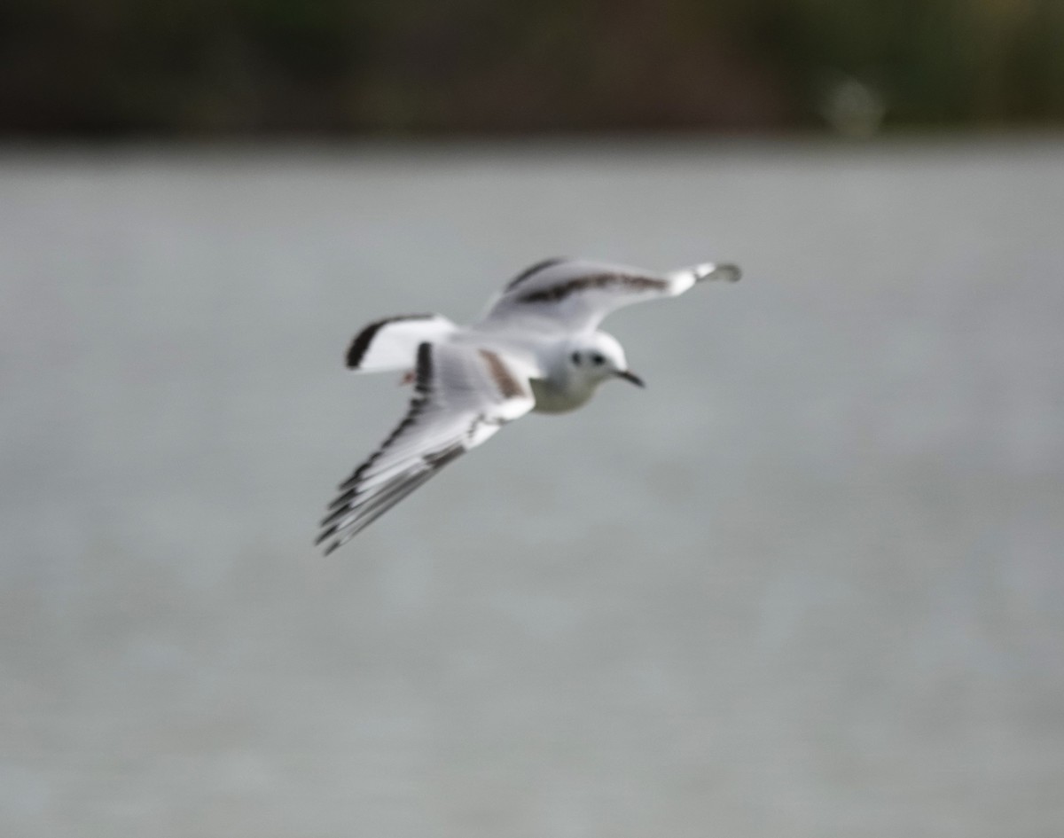 Bonaparte's Gull - Iliana Stokes