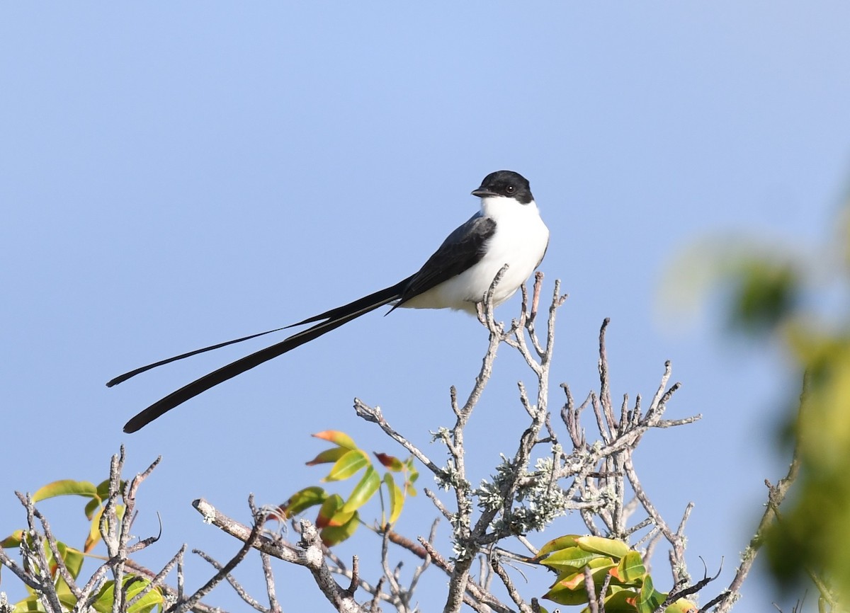 Fork-tailed Flycatcher - ML612906374