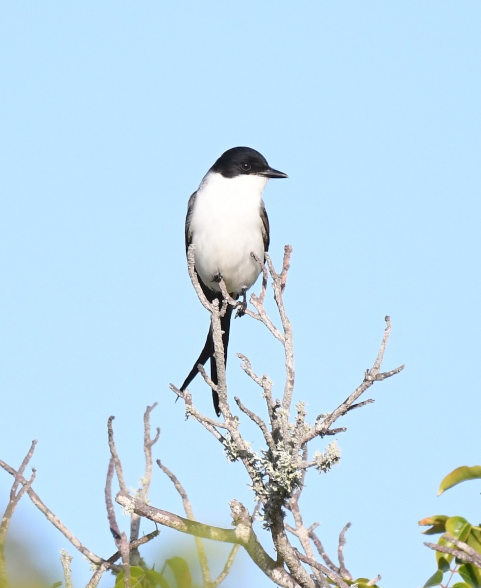 Fork-tailed Flycatcher - ML612906375