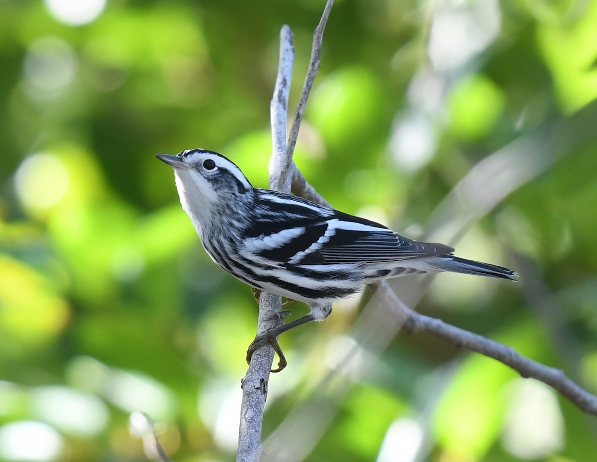 Black-and-white Warbler - ML612906409