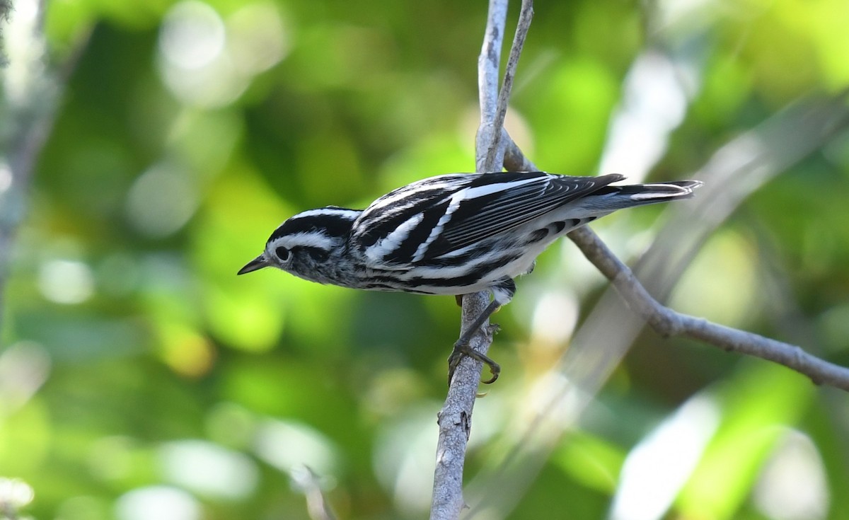 Black-and-white Warbler - ML612906410