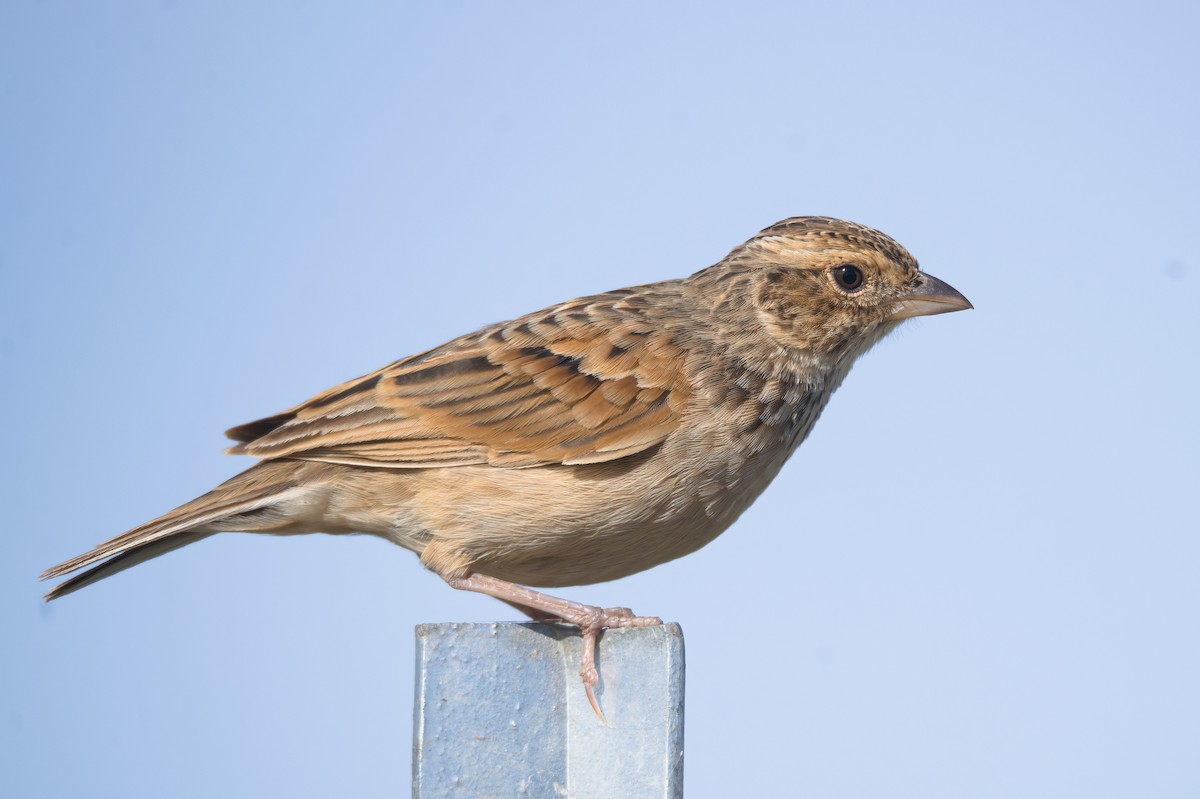 Singing Bushlark - ML612906411