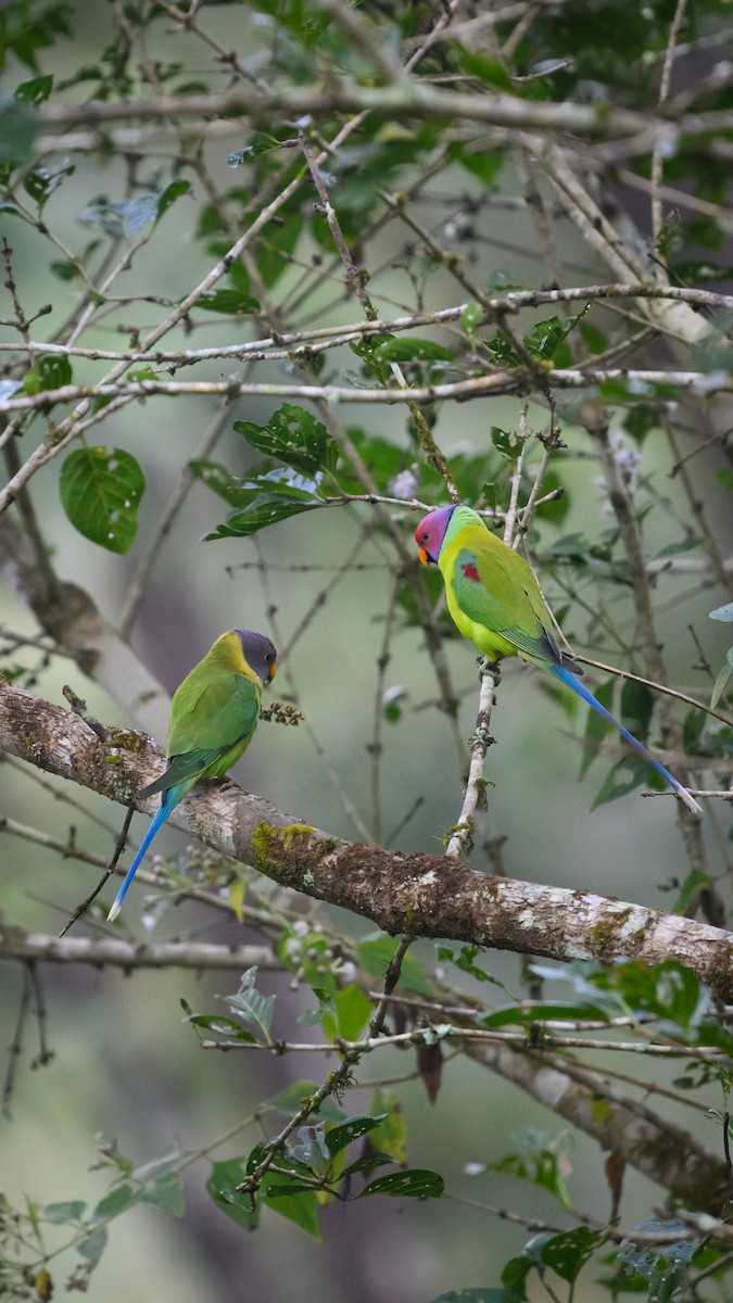 Plum-headed Parakeet - ML612906420