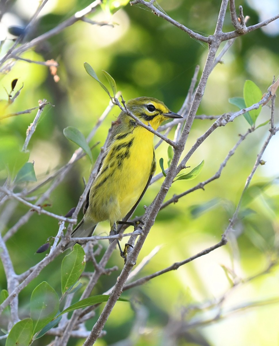 Prairie Warbler - ML612906421