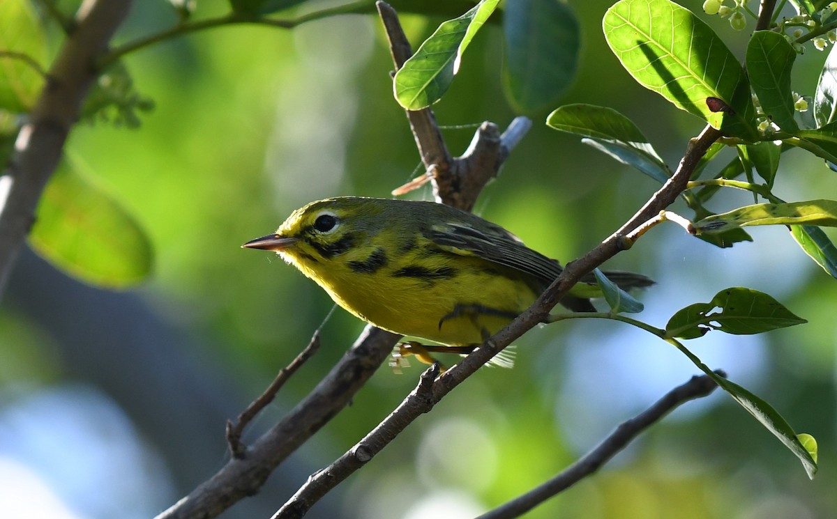 Prairie Warbler - ML612906422