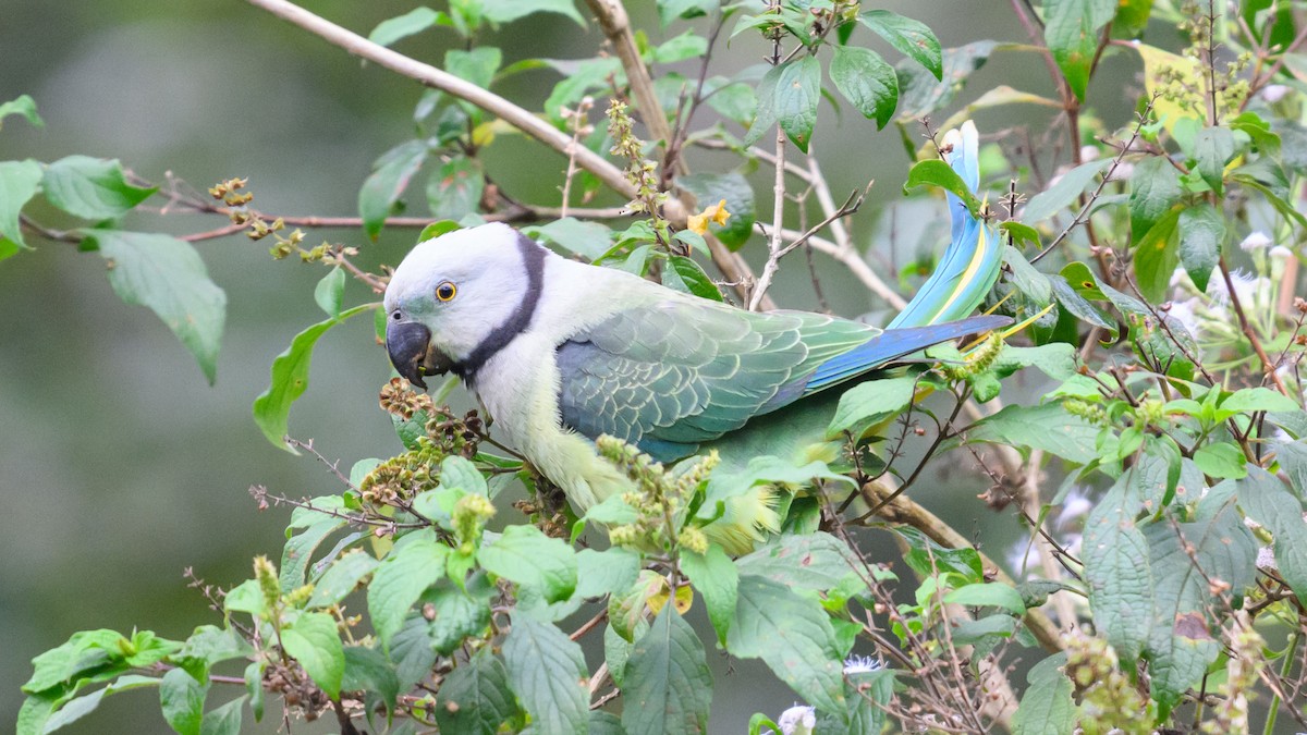 Malabar Parakeet - ML612906426