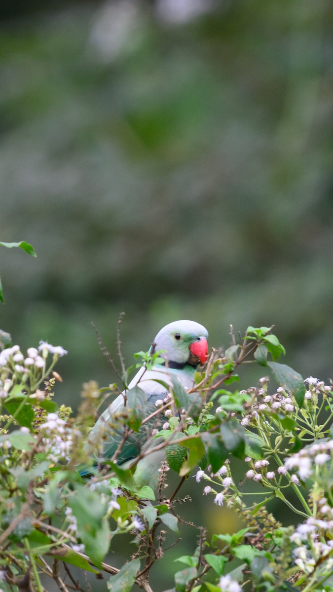 Malabar Parakeet - ML612906427