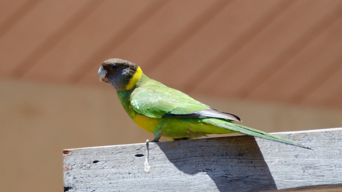 Perico de Port Lincoln (semitorquatus) - ML612906468