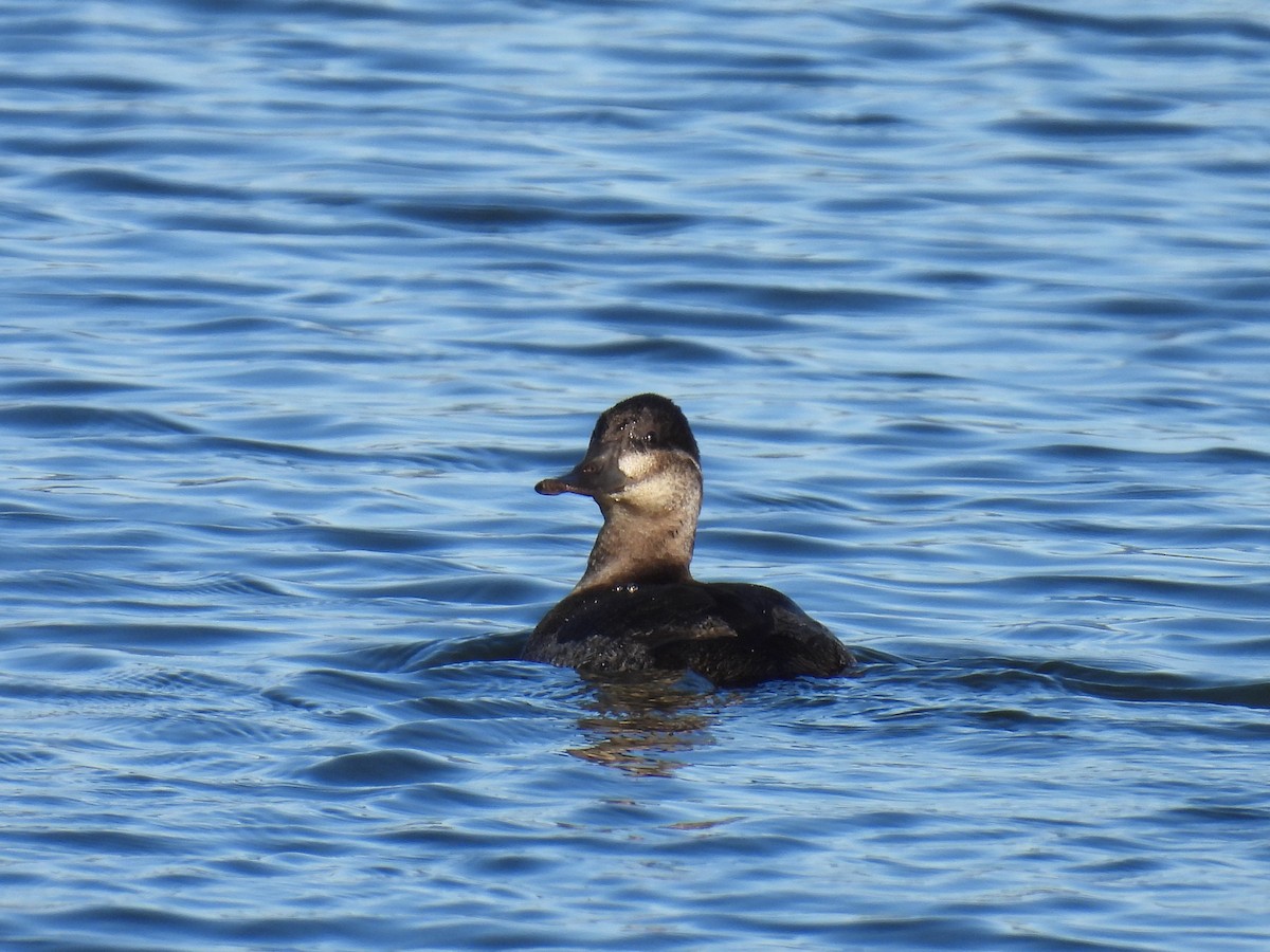 Ruddy Duck - ML612906504