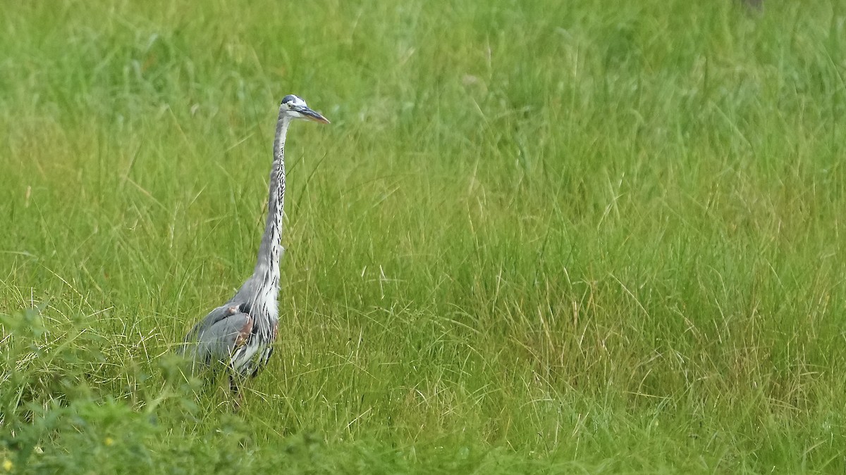 Great Blue Heron - ML612906575