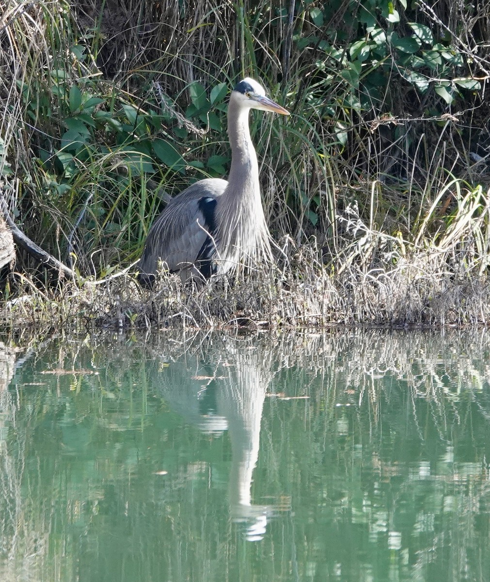 Great Blue Heron - Barbara Pankratz