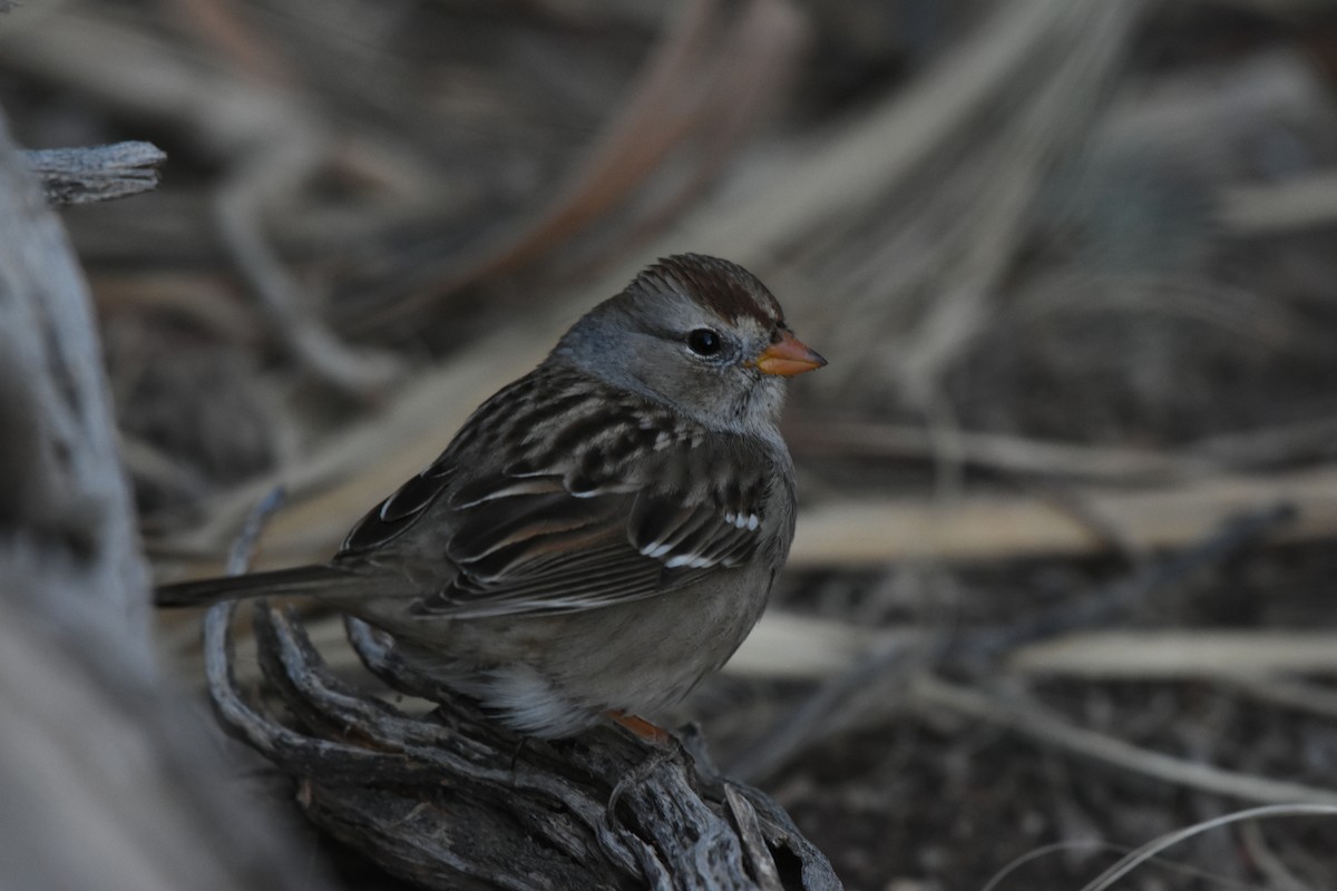 White-crowned Sparrow - ML612906595
