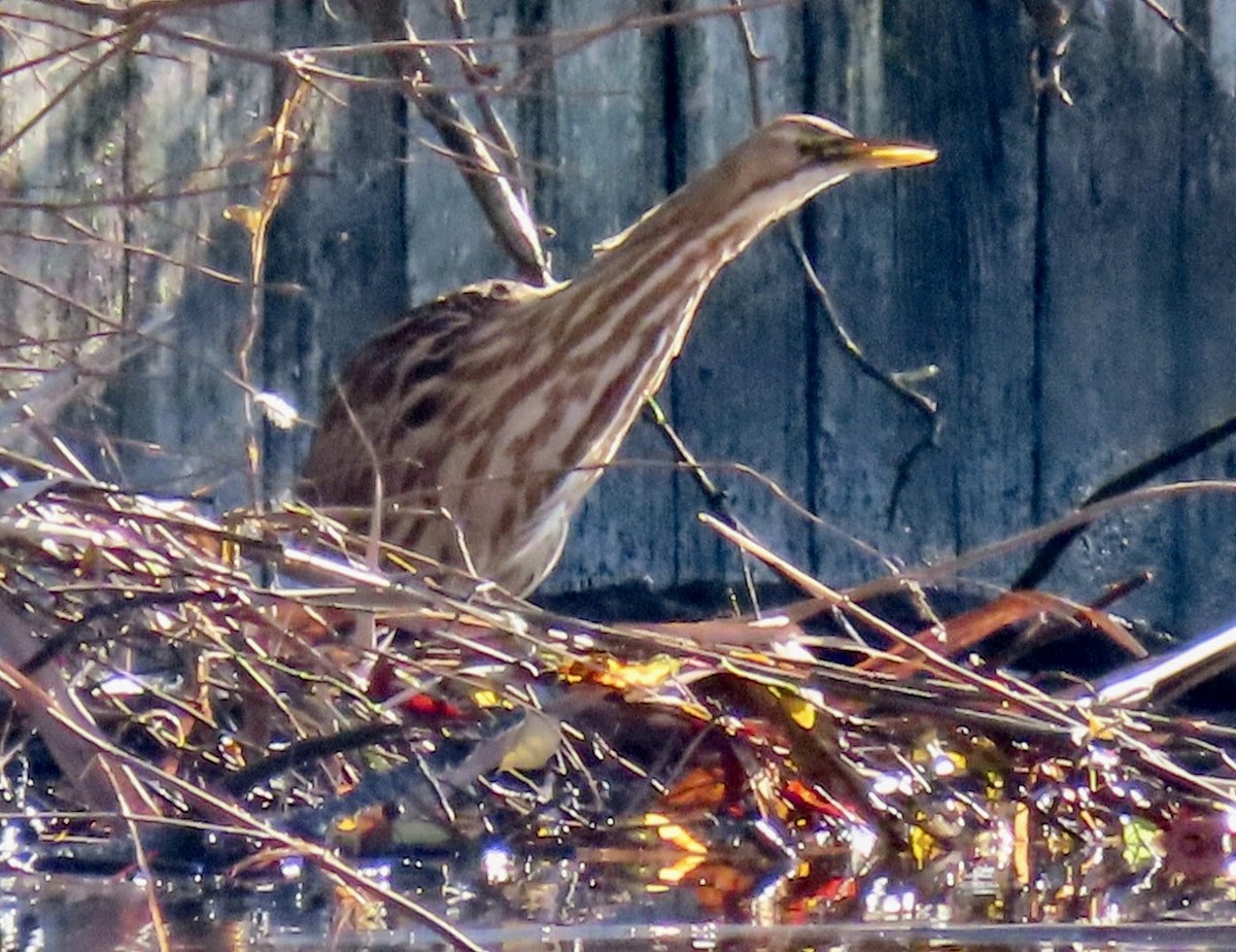 American Bittern - Lani Sherman