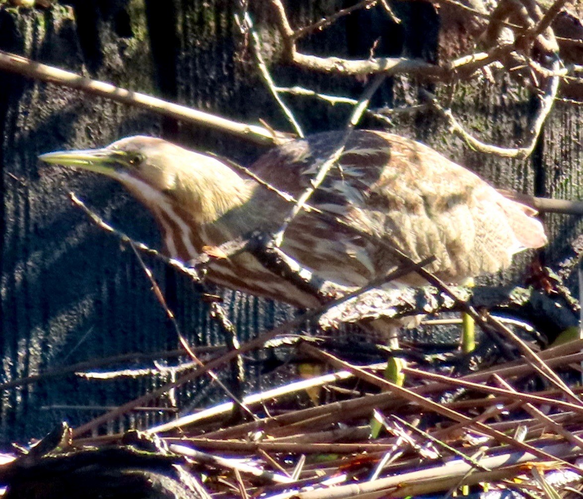 American Bittern - ML612906642