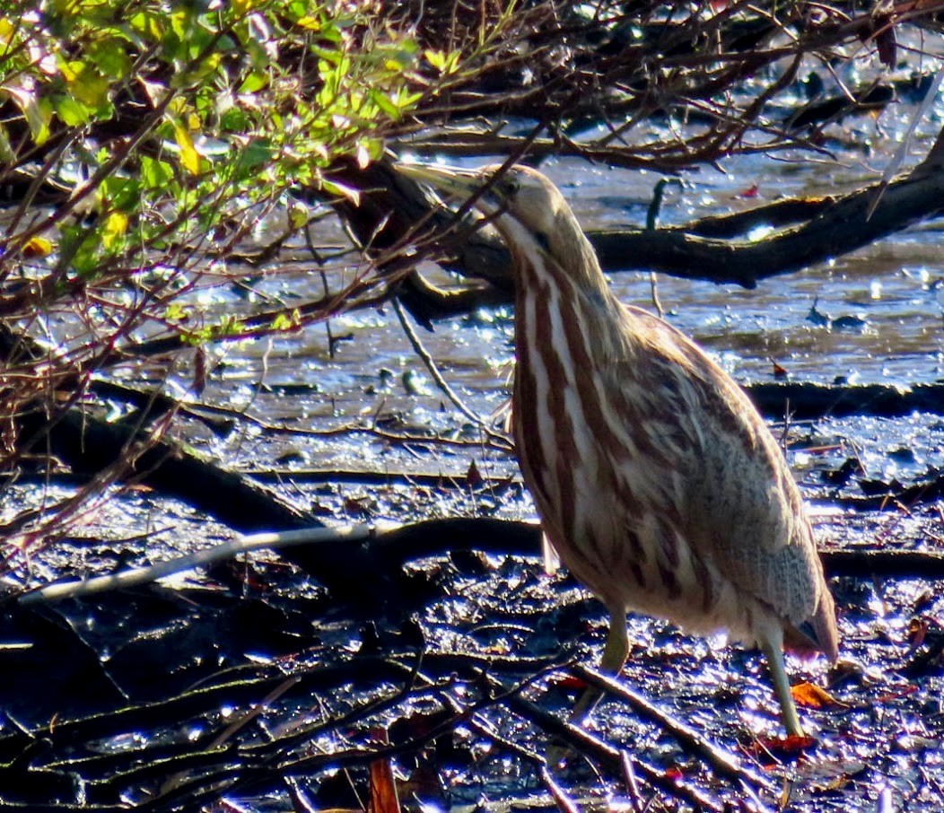 American Bittern - Lani Sherman