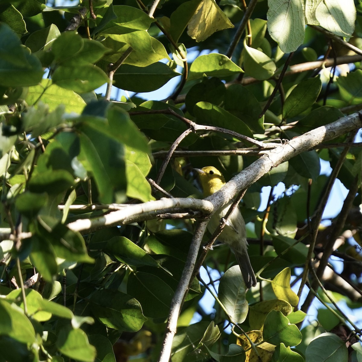 Yellow-headed Warbler - ML612906670