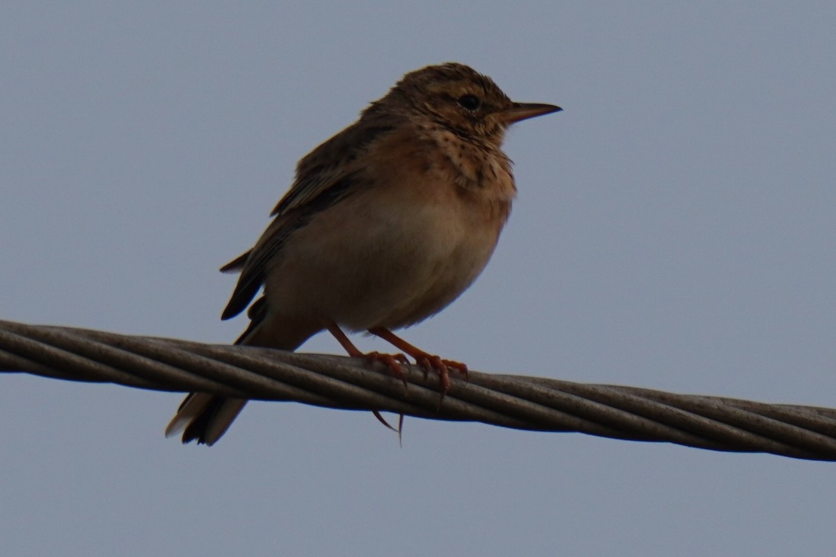 Anthus sp. - ML612906699