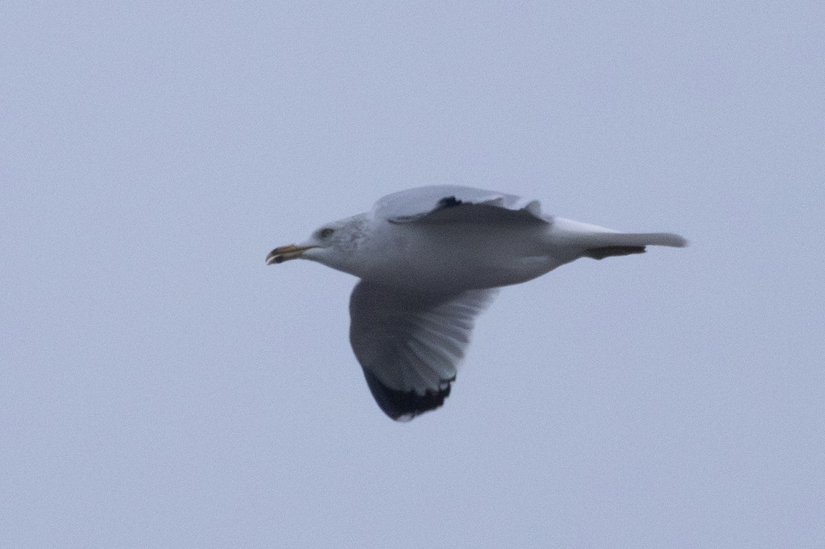 Ring-billed Gull - ML612906707