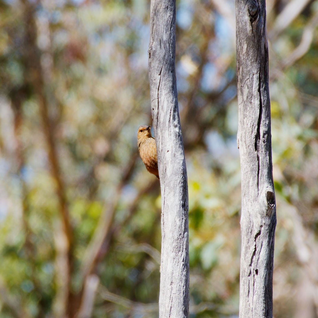 Rufous Treecreeper - ML612906724