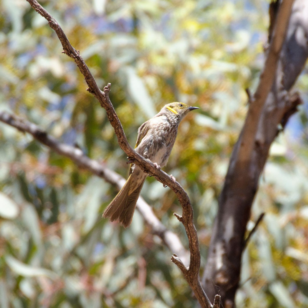 Yellow-plumed Honeyeater - Rob Geraghty