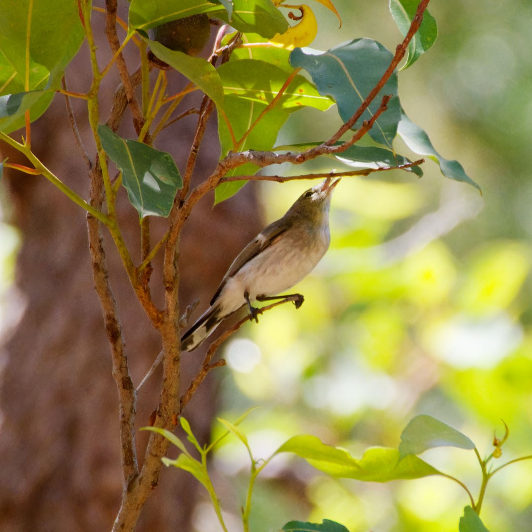 Western Gerygone - Rob Geraghty