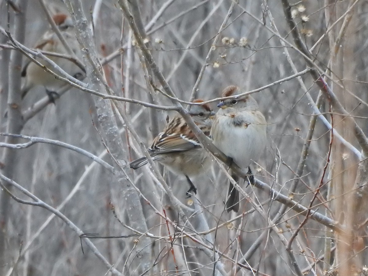 American Tree Sparrow - ML612906762