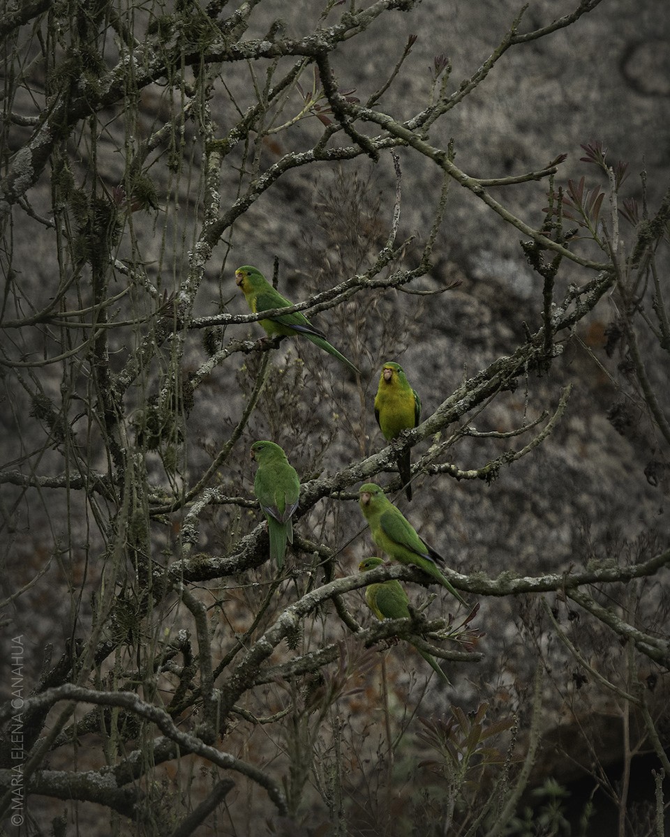 Mountain Parakeet - ML612906817