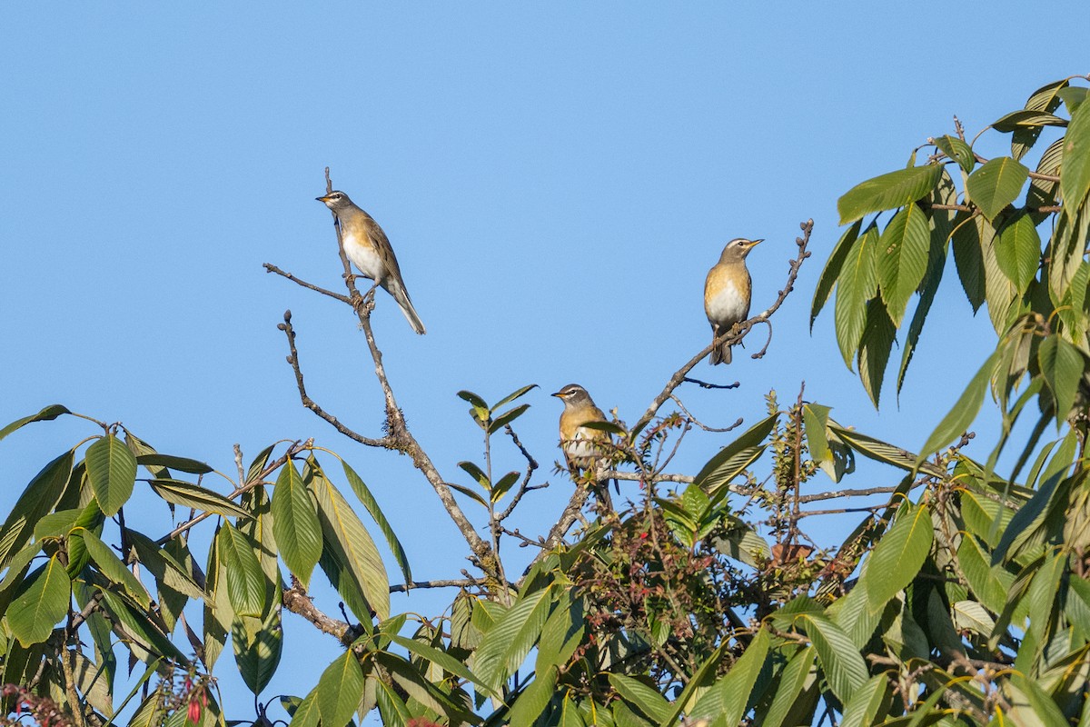 Халиун хөөндэй - ML612906845