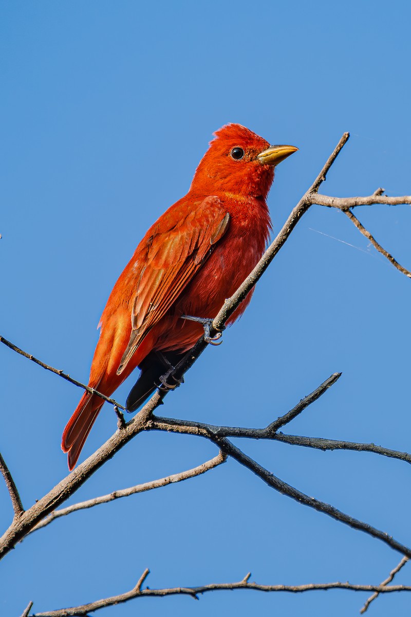 Piranga Roja - ML612906880