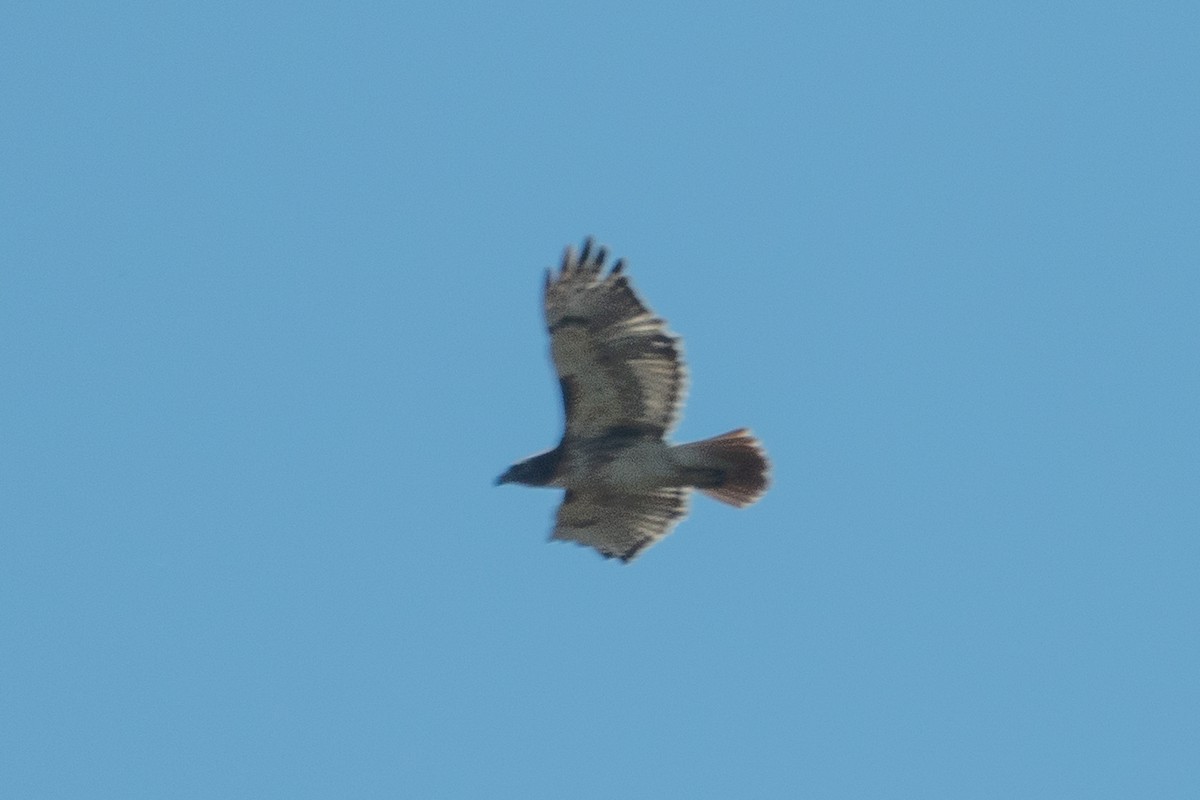 Red-tailed Hawk - ML612906907