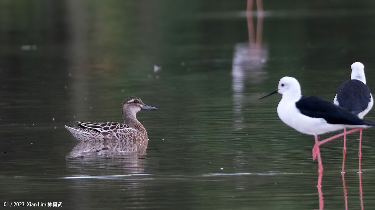 Garganey - ML612906918