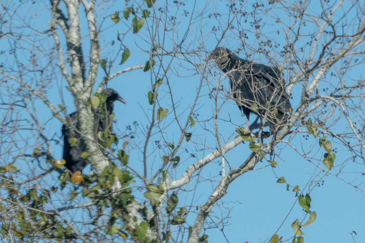 Black Vulture - ML612906948