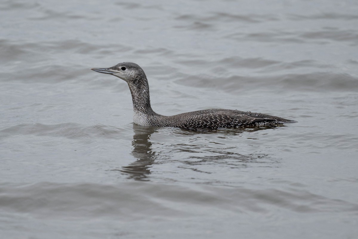 Red-throated Loon - ML612906954