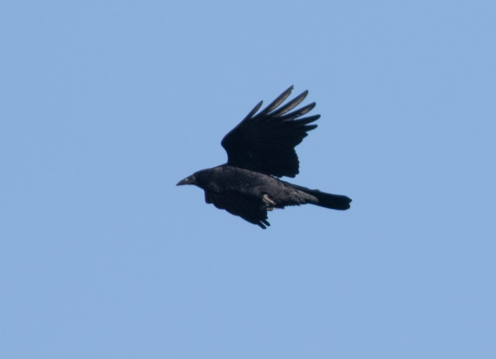 American Crow - ML612906982