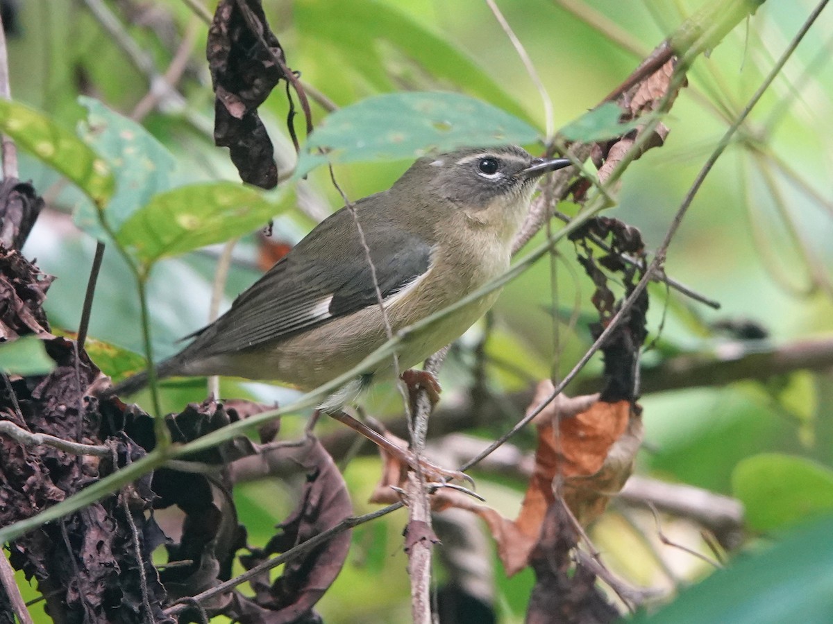 Black-throated Blue Warbler - ML612906997