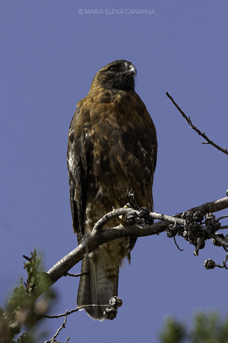 Variable Hawk - Maria Canahua