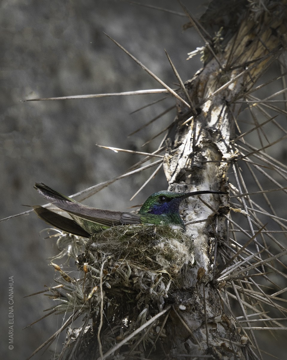 svartstrupeblomsterborer - ML612907056