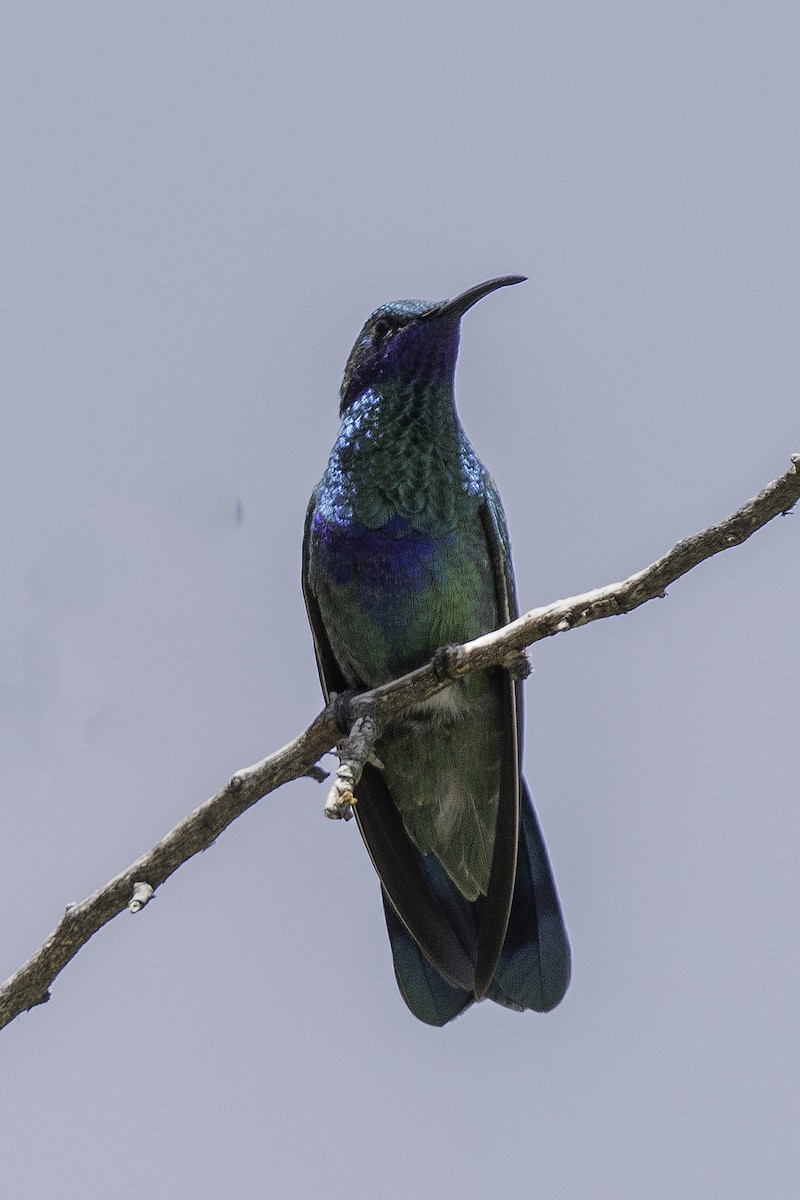 Black-throated Flowerpiercer - ML612907064