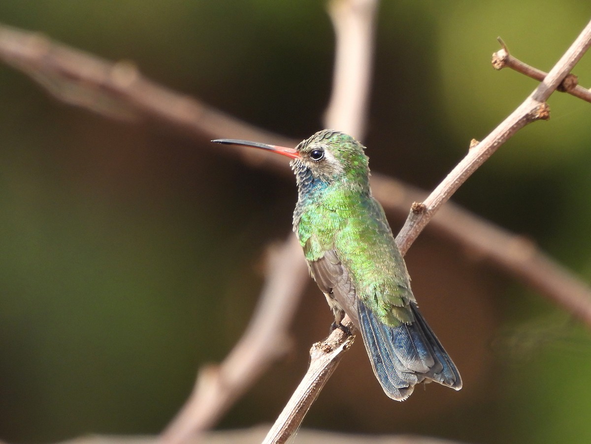 Broad-billed Hummingbird - ML612907086