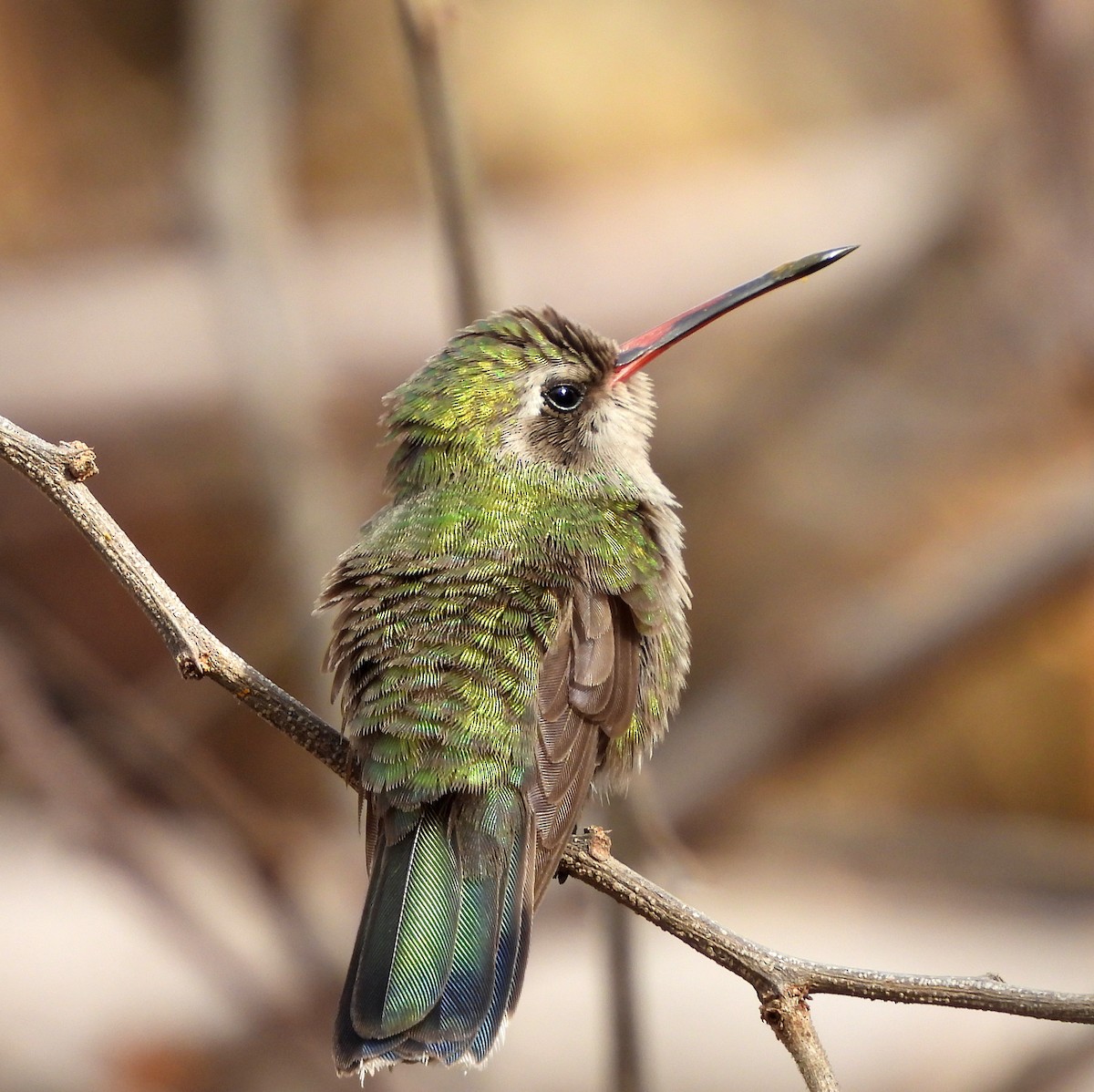 Broad-billed Hummingbird - ML612907090