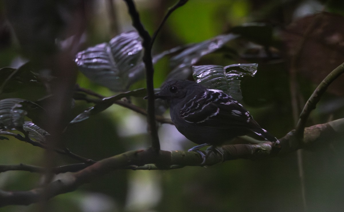 Common Scale-backed Antbird (Buff-breasted) - ML612907101