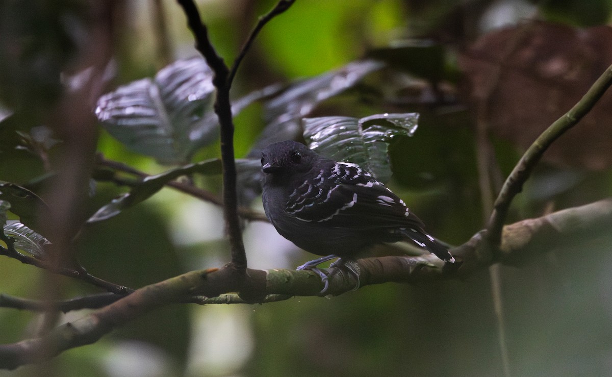 Common Scale-backed Antbird (Buff-breasted) - ML612907102