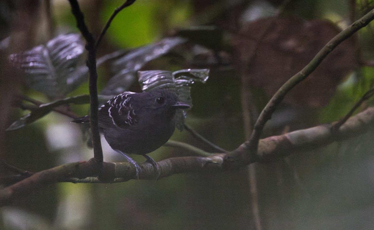 Common Scale-backed Antbird (Buff-breasted) - ML612907103