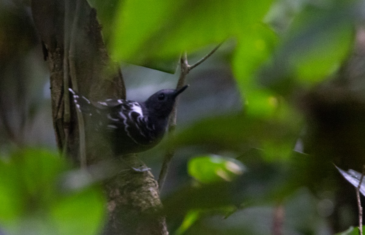 Common Scale-backed Antbird (Buff-breasted) - ML612907130
