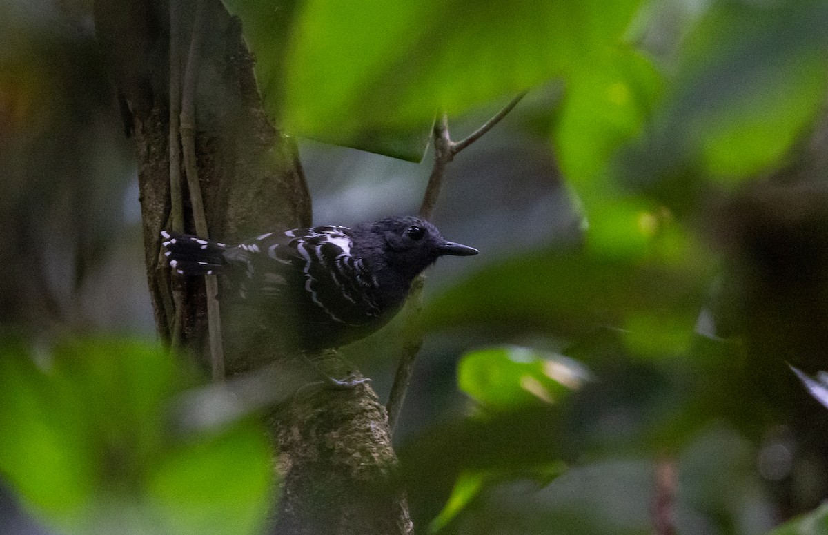 Common Scale-backed Antbird (Buff-breasted) - ML612907131