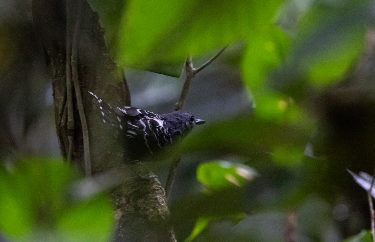 Common Scale-backed Antbird (Buff-breasted) - ML612907134