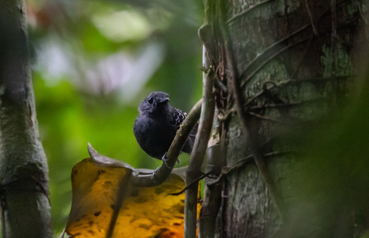 Common Scale-backed Antbird (Buff-breasted) - ML612907136