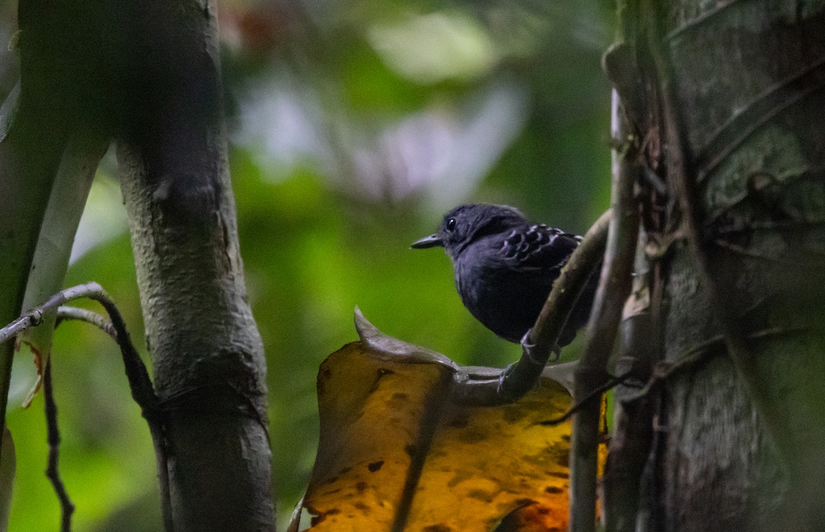 Common Scale-backed Antbird (Buff-breasted) - ML612907137